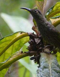 暗耳汲蜜鸟 / Dark-eared Myza / Myza celebensis
