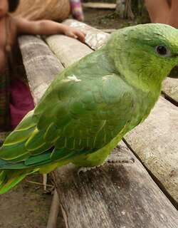 短尾鹦哥 / Short-tailed Parrot / Graydidascalus brachyurus