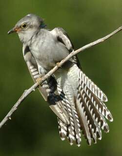 淡色杜鹃 / Pallid Cuckoo / Cacomantis pallidus