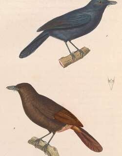 灰蚁鵙 / Cinereous Antshrike / Thamnomanes caesius