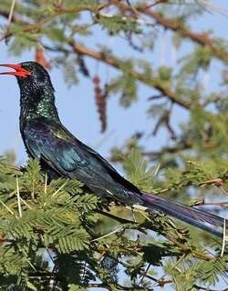 绿林戴胜 / Green Wood Hoopoe / Phoeniculus purpureus