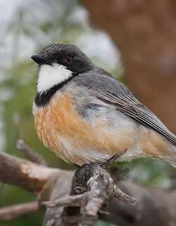 棕啸鹟 / Rufous Whistler / Pachycephala rufiventris