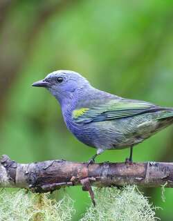 金肩纹裸鼻雀 / Golden-chevroned Tanager / Thraupis ornata
