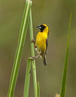 褐翅织雀 / Compact Weaver / Ploceus superciliosus