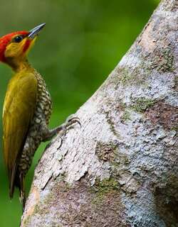 黄喉啄木鸟 / Yellow-throated Woodpecker / Piculus flavigula