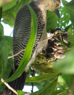 委氏啄木鸟 / Velasquez’s Woodpecker / Melanerpes santacruzi