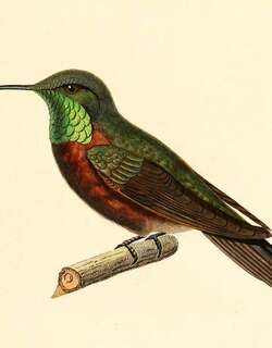 楔尾山蜂鸟 / Wedge-tailed Hillstar / Oreotrochilus adela