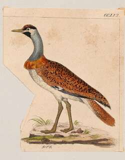 棕顶鸨 / Nubian Bustard / Neotis nuba