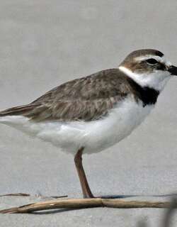 厚嘴鸻 / Wilson’s Plover / Charadrius wilsonia