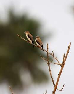 银嘴文鸟 / African Silverbill / Euodice cantans