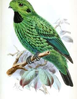 黑喉绿阔嘴鸟 / Whitehead’s Broadbill / Calyptomena whiteheadi