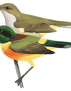 绿喉太阳鸟 / Green-tailed Sunbird / Aethopyga nipalensis