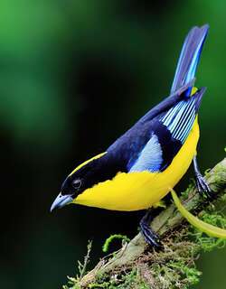 蓝翅岭裸鼻雀 / Blue-winged Mountain Tanager / Anisognathus somptuosus