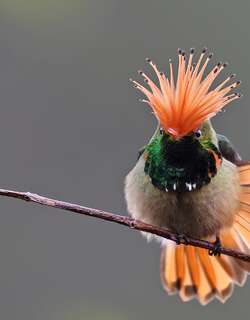 棕冠蜂鸟 / Rufous-crested Coquette / Lophornis delattrei
