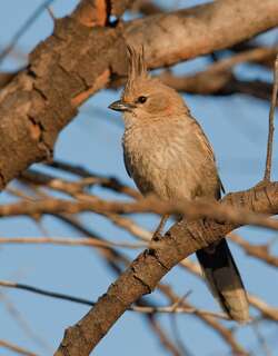 东啸冠鸫 / Chirruping Wedgebill / Psophodes cristatus