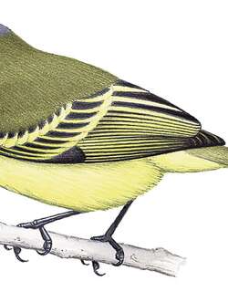 铅色顶小霸鹟 / Plumbeous-crowned Tyrannulet / Phyllomyias plumbeiceps