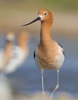 褐胸反嘴鹬 / American Avocet / Recurvirostra americana