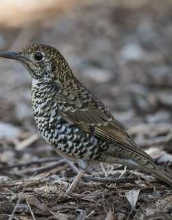 绿尾地鸫 / Bassian Thrush / Zoothera lunulata