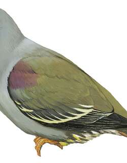 奔巴绿鸠 / Pemba Green Pigeon / Treron pembaensis