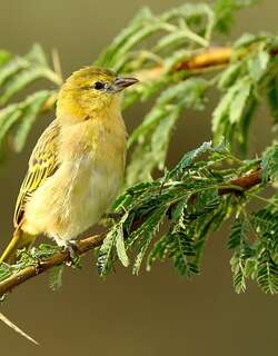 非洲丝雀 / African Citril / Crithagra citrinelloides