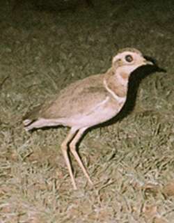 约氏走鸻 / Jerdon’s Courser / Rhinoptilus bitorquatus