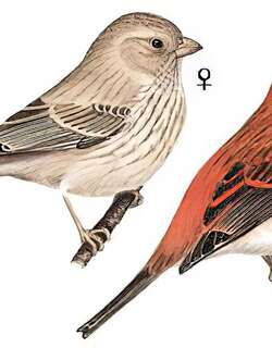 普通朱雀 / Common Rosefinch / Carpodacus erythrinus