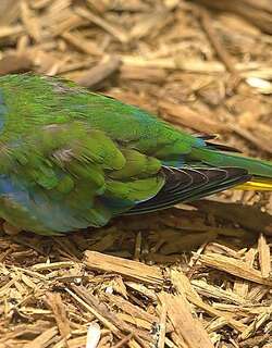 红胁鹦鹉 / Scarlet-chested Parrot / Neophema splendida