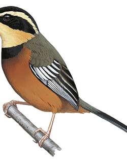 秘鲁月胸窜鸟 / Maranon Crescentchest / Melanopareia maranonica