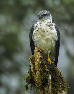 灰背南美鵟 / Grey-backed Hawk / Pseudastur occidentalis