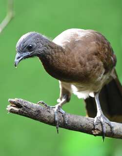 灰头小冠雉 / Grey-headed Chachalaca / Ortalis cinereiceps