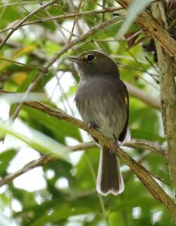 淡褐胸侏霸鹟 / Drab-breasted Bamboo Tyrant / Hemitriccus diops