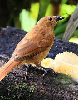 纹肩黑唐纳雀 / White-lined Tanager / Tachyphonus rufus