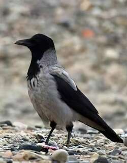 冠小嘴乌鸦 / Hooded Crow / Corvus cornix