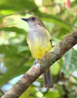 硫磺腹啸鹟 / Sulphur-vented Whistler / Pachycephala sulfuriventer
