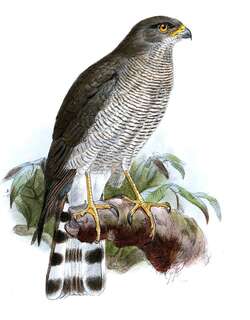 南非雀鹰 / Ovambo Sparrowhawk / Accipiter ovampensis