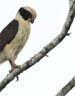 笑隼 / Laughing Falcon / Herpetotheres cachinnans