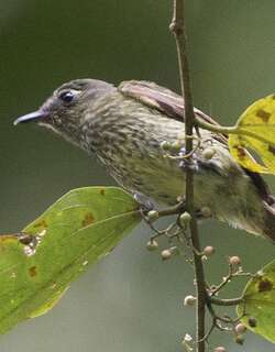 橄榄绿纹霸鹟 / Olive-striped Flycatcher / Mionectes olivaceus