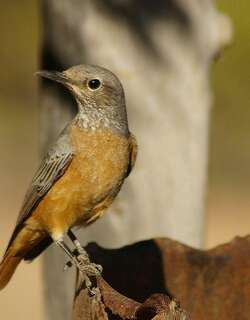 短趾矶鸫 / Short-toed Rock Thrush / Monticola brevipes