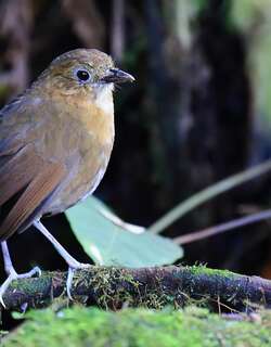 褐斑蚁鸫 / Brown-banded Antpitta / Grallaria milleri