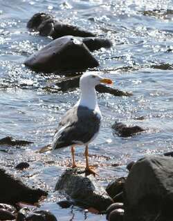 黄脚鸥 / Yellow-footed Gull / Larus livens