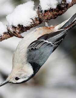 白胸䴓 / White-breasted Nuthatch / Sitta carolinensis