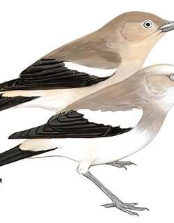 灰背椋鸟 / White-shouldered Starling / Sturnia sinensis