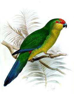 新加里东红额鹦鹉 / New Caledonian Parakeet / Cyanoramphus saisseti