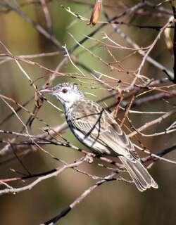 斑胸胶蜜鸟 / Bar-breasted Honeyeater / Ramsayornis fasciatus