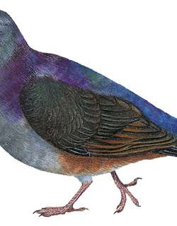 白额鹑鸠 / White-fronted Quail-Dove / Geotrygon leucometopia