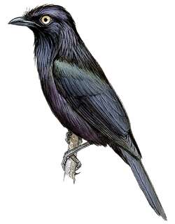 黄眼辉椋鸟 / Yellow-eyed Starling / Aplonis mystacea