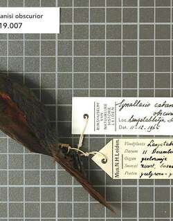 卡氏针尾雀 / Cabanis’s Spinetail / Synallaxis cabanisi