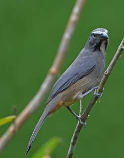 灰背舞雀 / Greyish Saltator / Saltator coerulescens
