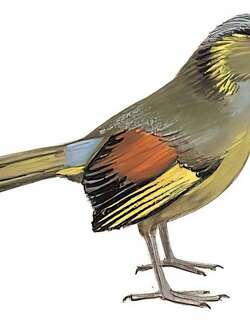 黄痣薮鹛 / Steere’s Liocichla / Liocichla steerii