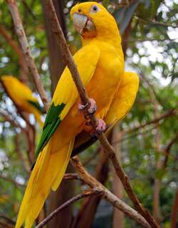 金鹦哥 / Golden Parakeet / Guaruba guarouba